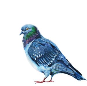 A painting of a bird with green, blue white and purple plumage is standing in profile on a blank white background